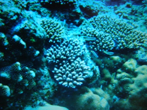 c0118352_3103353.jpg