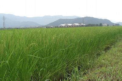 八色原の稲穂_a0084753_13223672.jpg