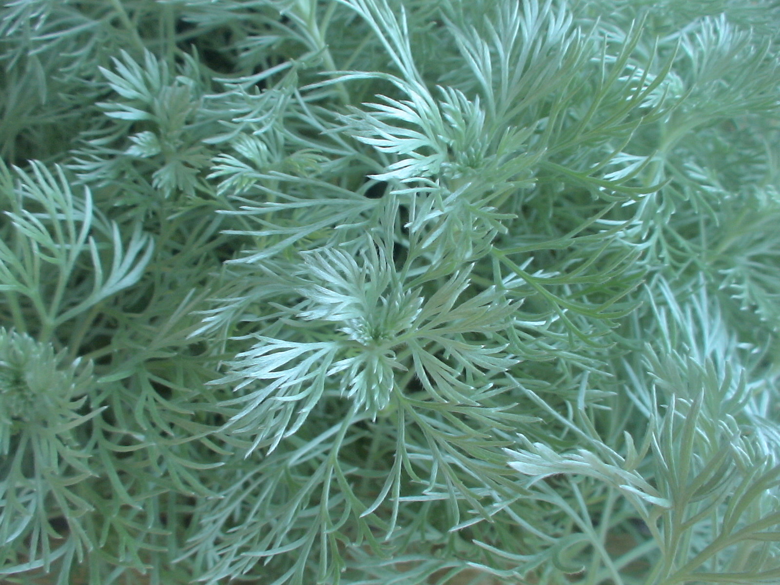 09 葉月緑風19 朝霧草 アサギリソウ 盆草遊楽