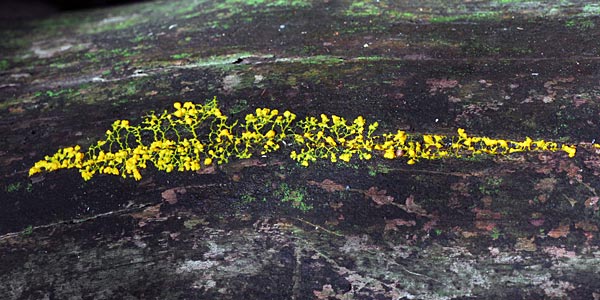 奈良県　額井岳から戒場山　粘菌とオハツキイチョウ_e0035757_20482045.jpg