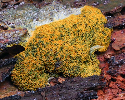 奈良県　額井岳から戒場山　粘菌とオハツキイチョウ_e0035757_20502418.jpg