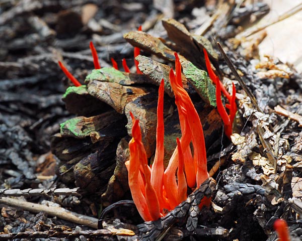 奈良県　額井岳から戒場山　粘菌とオハツキイチョウ_e0035757_2054328.jpg