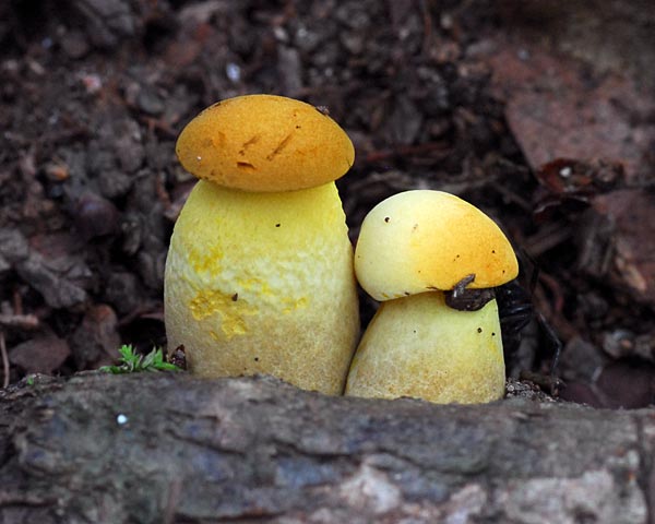 奈良県　額井岳から戒場山　粘菌とオハツキイチョウ_e0035757_2054559.jpg