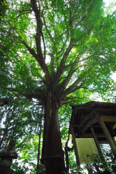 奈良県　額井岳から戒場山　粘菌とオハツキイチョウ_e0035757_2057246.jpg