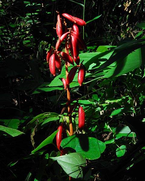 奈良県　額井岳から戒場山　粘菌とオハツキイチョウ_e0035757_2102191.jpg