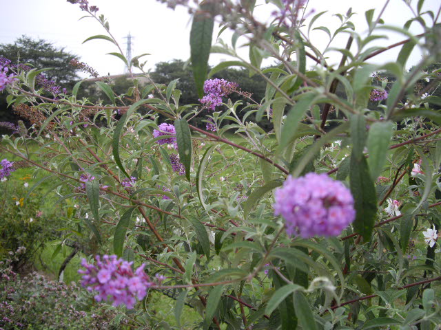 d0116059_2175631.jpg
