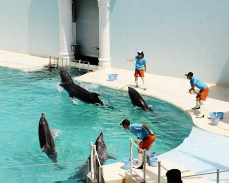 海浜水族園(7):イルカライブ(ショー)_a0111162_19485612.jpg