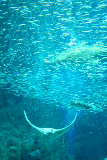 水族館＊_c0125464_18322658.jpg