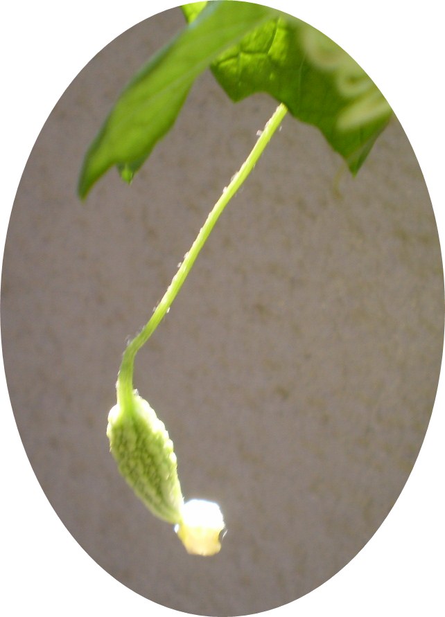 e0145364_11461397.jpg