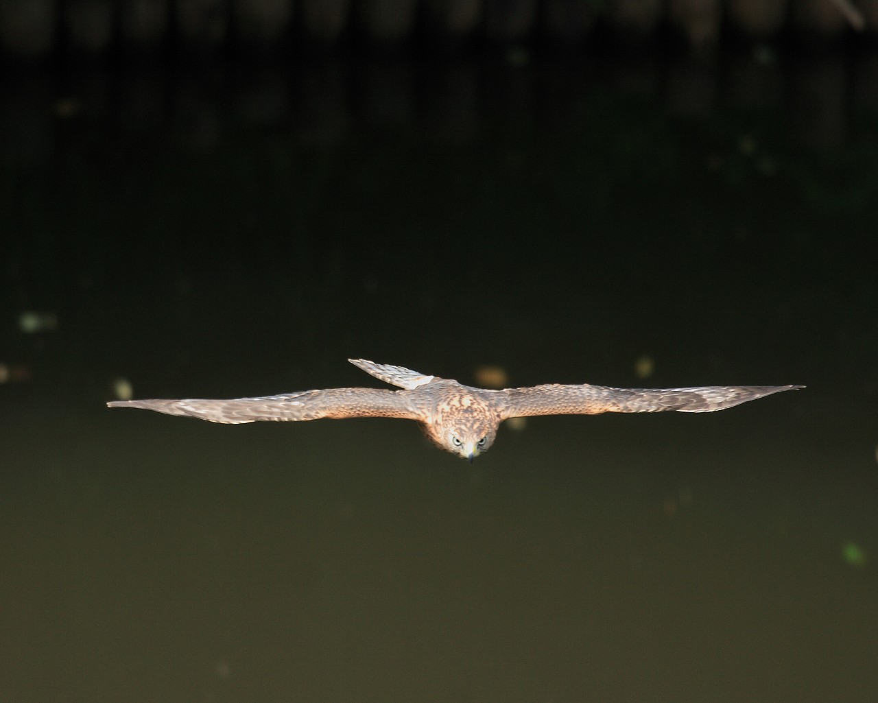 オオタカ幼鳥のグライダー飛翔_f0105570_2142836.jpg