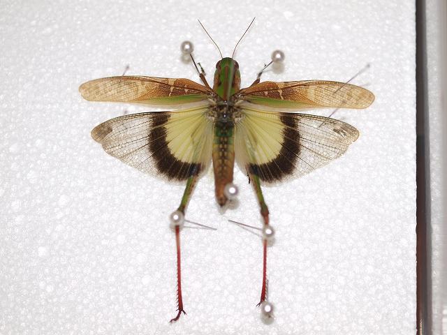 b0135573_20433882.jpg