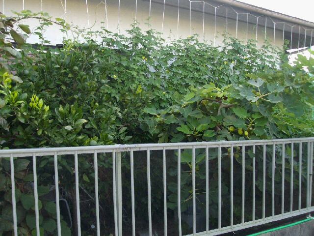 f0018078_19233412.jpg