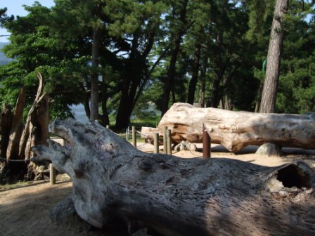 青春１８切符の旅　第三弾②（丹後半島：経ヶ岬～伊根～天橋立）_e0138081_1342127.jpg