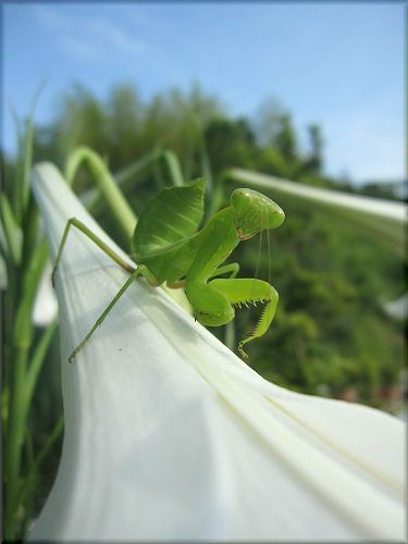 タカサゴユリとカマキリ _b0182884_1144363.jpg