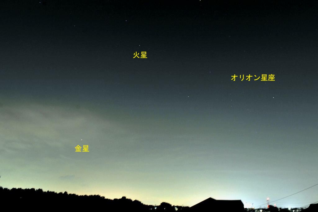 コチドリの幼鳥/眉月と金星_b0024798_8541496.jpg