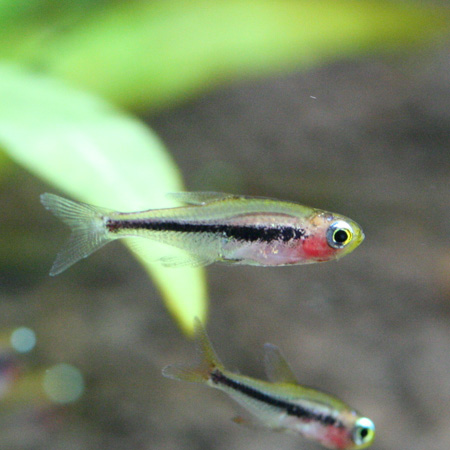 ちいさいけれど ビーボックスアクアリウム 熱帯魚情報 ちいさいけれど ビーボックスアクアリウム 熱帯魚情報