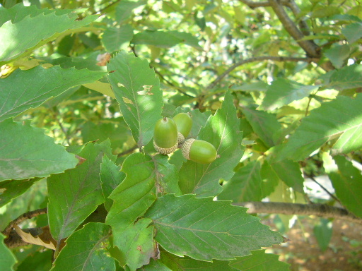 e0130008_19213091.jpg