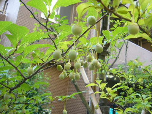 e0130008_1922176.jpg