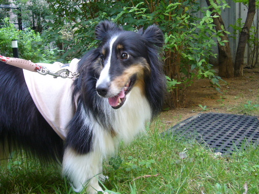 e0130008_19223139.jpg