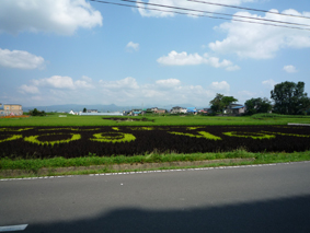 田んぼ見に行きましたよ。_e0148212_16285325.jpg