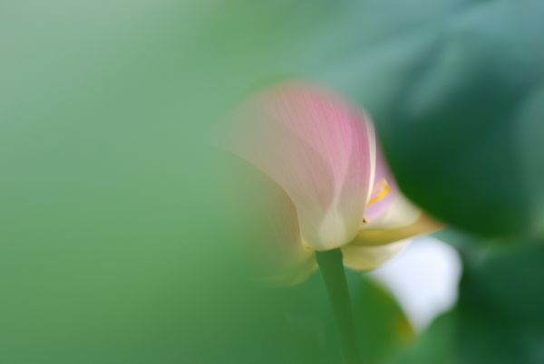 ハス　-　草津市立水生植物公園みずの森_a0114714_21545223.jpg