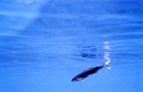 e0190619_424364.jpg