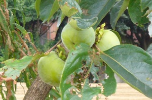 f0028928_084458.jpg