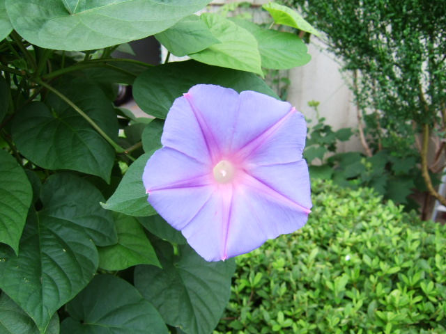 d0086329_9174456.jpg