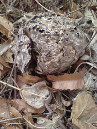 f0161535_23284858.jpg