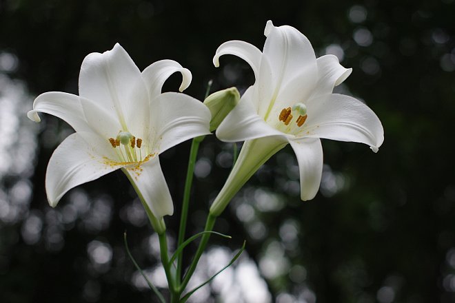 家の前に咲くゆりの花 楽しいかも