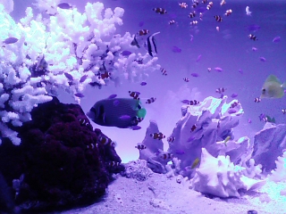 f0063944_1337442.jpg