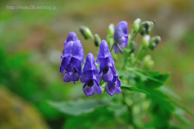 清楚な花ですが・・・・・_c0124256_21255269.jpg