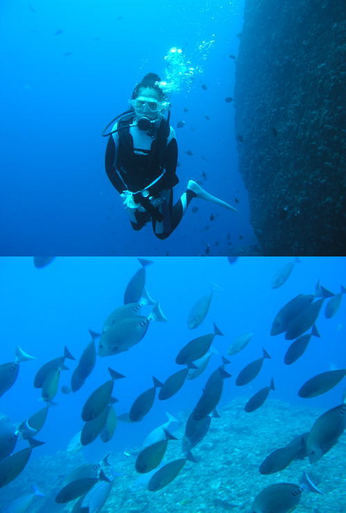 エンゼルロードでまったり→アマミホールで地形→一ツ瀬で魚魚魚_d0101062_411140.jpg