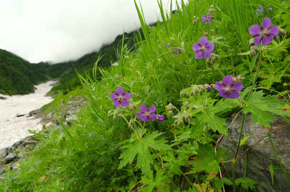 北岳の花（１）_d0123171_12121624.jpg