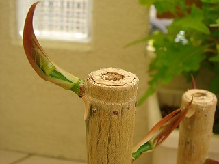 ウンベラータの剪定 その後 Kさん家の日向ぼっこ ウンベラータの剪定 その後 Kさん家の日向ぼっこ