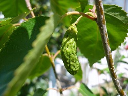 函館での夏休み_f0063300_2161618.jpg