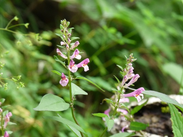 白岩山は花がいっぱいでした。_b0025101_6174894.jpg