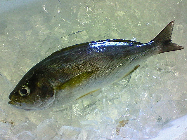 鶏魚と書いて「いさき」という_f0175403_14533560.jpg