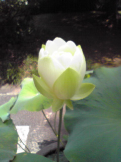e0131904_8354040.jpg