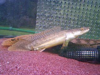 2009年熱帯魚入荷情報!Vol.20 (8/11~8/21)_b0141806_23135142.jpg
