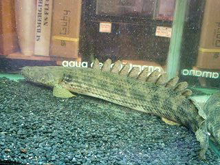 2009年熱帯魚入荷情報!Vol.20 (8/11~8/21)_b0141806_2313823.jpg
