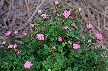 c0132711_1838467.jpg
