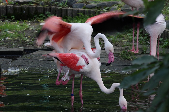 旭山動物園　～おんぶ　フラミンゴ～_f0139911_21224723.jpg