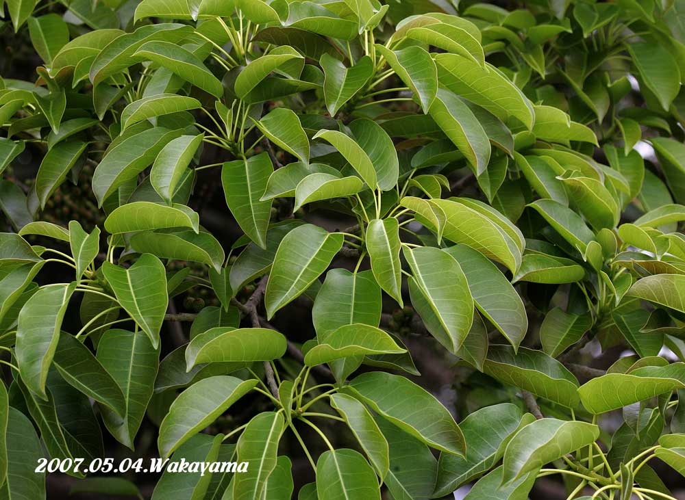 ✨✨✨オキナワアコウ・ガジュマル【◎良品素材】/old tree akou ガジュマル、アコウ : 三重野生生物談話会BBSブログ(植物編)