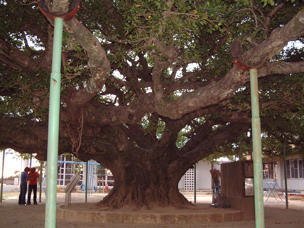 ガジュマル、アコウ : 三重野生生物談話会BBSブログ(植物編)