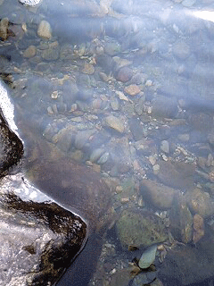d0048332_2311270.gif