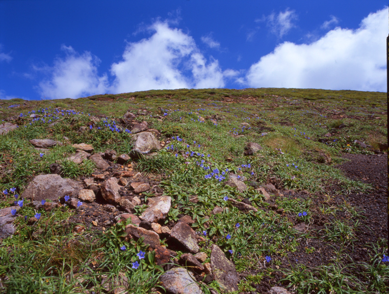 雲上のお花畑_d0074844_2015616.jpg