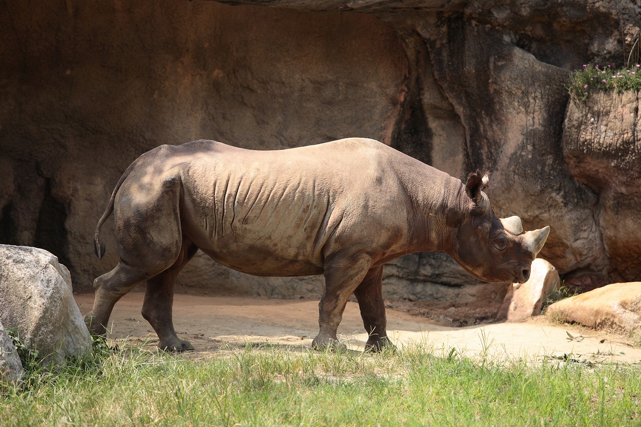 天王寺動物園　　　　　2009　08　19_d0148946_22375812.jpg