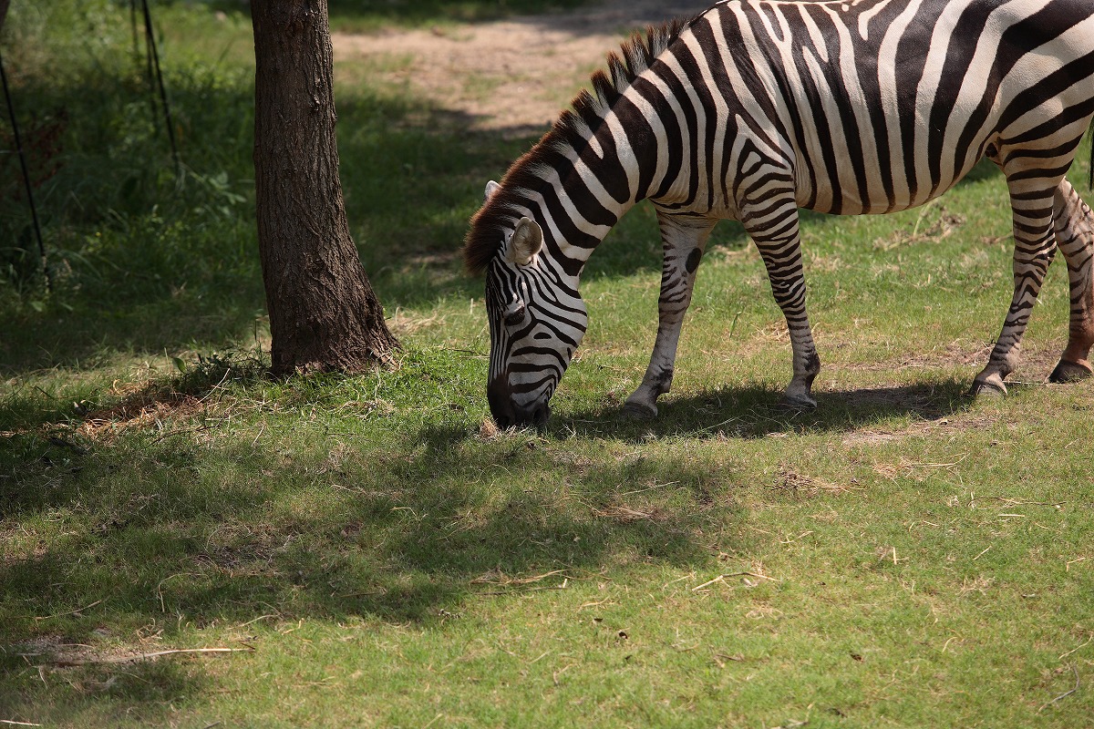 天王寺動物園　　　　　2009　08　19_d0148946_22474413.jpg