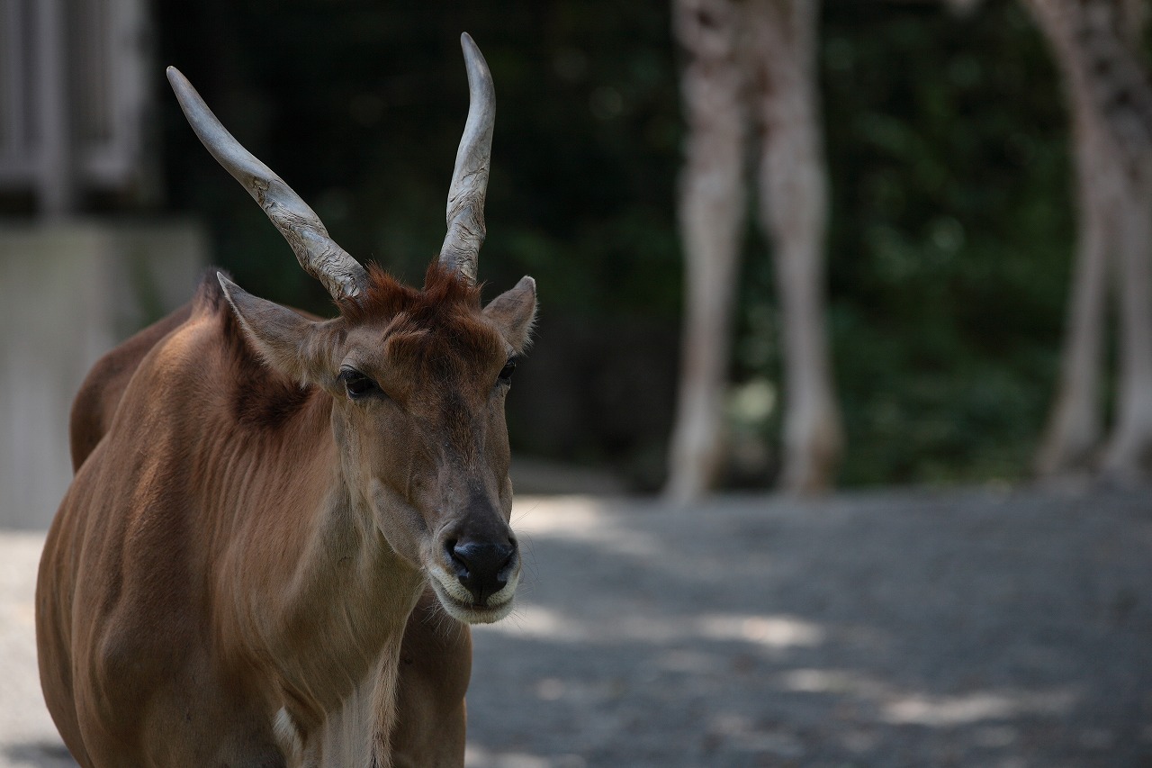 天王寺動物園　　　　　2009　08　19_d0148946_225076.jpg